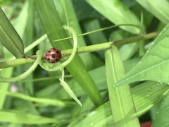 Henosepilachna indica