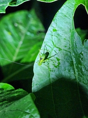 Stilpnochlora