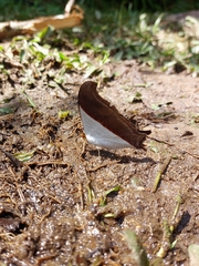 Marpesia zerynthia