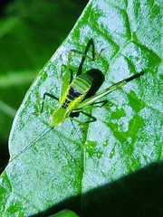 Stilpnochlora