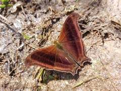 Marpesia zerynthia
