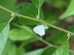 Celastrina neglecta