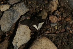 Sophista aristoteles