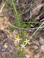 Wahlenbergia axillaris