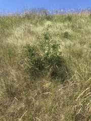 Lupinus arboreus