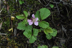Rubus arcticus
