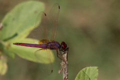 Trithemis annulata