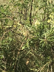 Lupinus arboreus