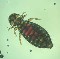 Austromenopon transversum