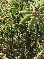 Lupinus arboreus