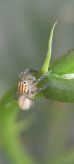 Chira