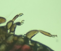 Austromenopon transversum