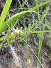 Wahlenbergia axillaris