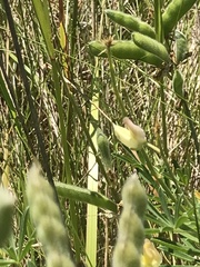 Lupinus arboreus