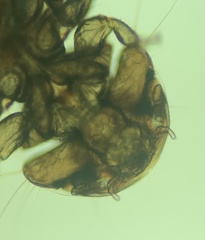 Austromenopon transversum