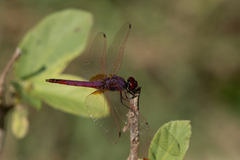 Trithemis annulata