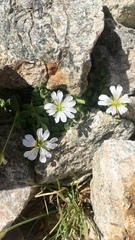Cerastium uniflorum