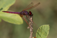 Trithemis annulata