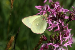 Colias palaeno europome