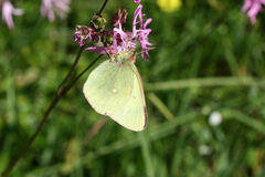 Colias palaeno europome