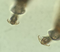 Austromenopon transversum