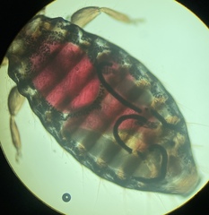 Austromenopon transversum