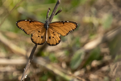 Danaus chrysippus dorippus