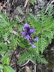 Lavandula canariensis