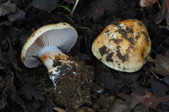 Glaucopodes