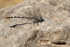 Paragomphus lineatus