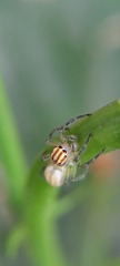 Chira