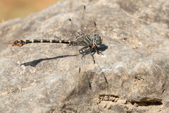 Paragomphus lineatus