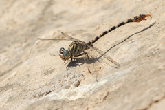 Paragomphus lineatus