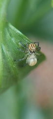 Chira