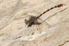 Paragomphus lineatus