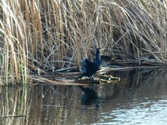 Phalacrocorax carbo