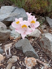 Alstroemeria pallida