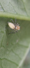 Chira
