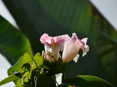 Costus arabicus