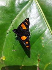 Mimoniades ocyalus
