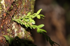 Tmesipteris lanceolata