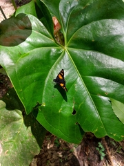 Mimoniades ocyalus