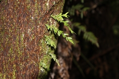 Tmesipteris lanceolata