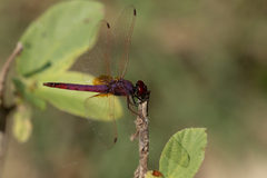 Trithemis annulata