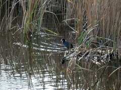 Fulica atra