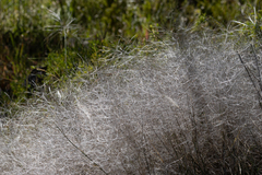 Austrostipa elegantissima