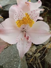 Alstroemeria pallida