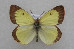 Colias palaeno europome
