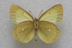 Colias palaeno europome