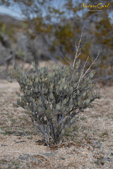 Simmondsia chinensis